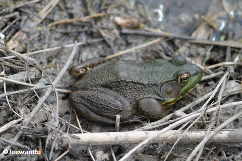 Green frog (<em>Rana clamitans</em>)