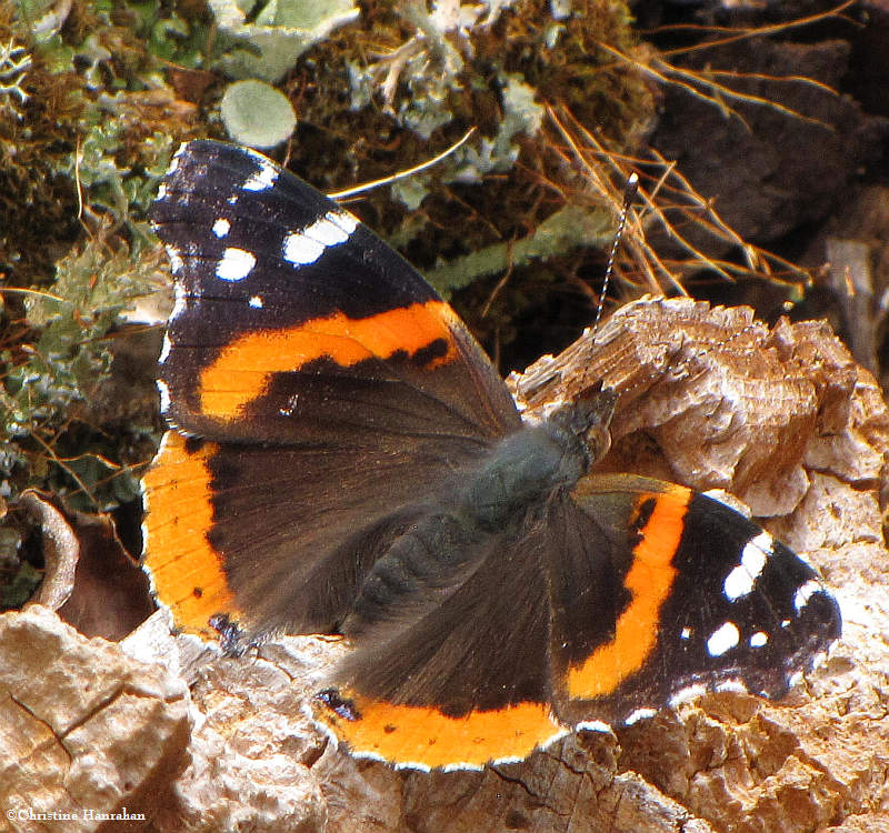 Red admiral (Vanessa atalanta)