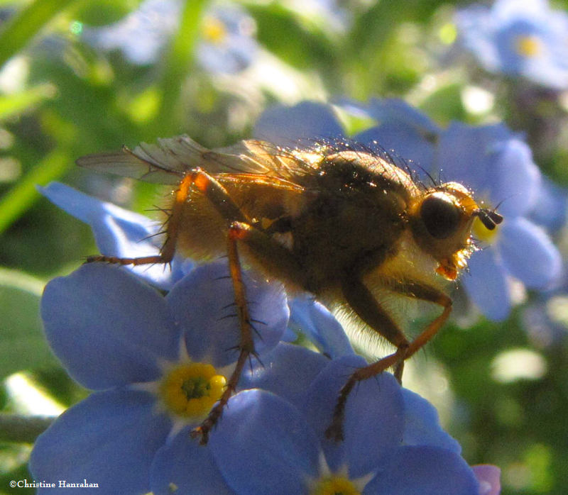 Yellow dung fly on forget-me-not
