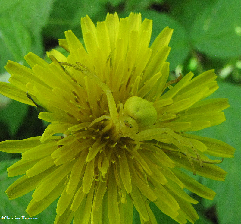 Crab spider on Dandelion