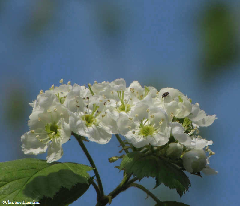 Hawthorn  (Cratageus sp.)