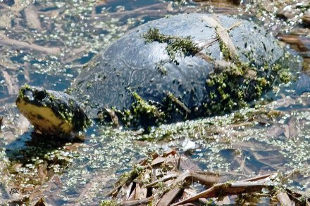 Blandings turtle (<em>Emydoidea blandingi</em>)