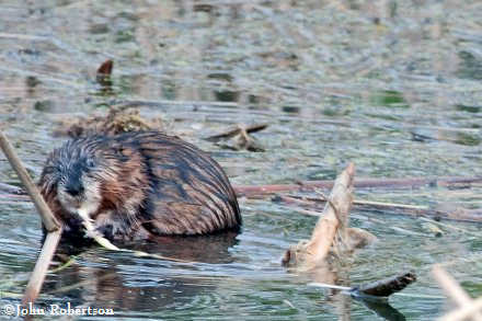 Muskrat