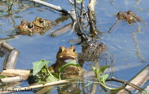 American toads (Bufo americanus)