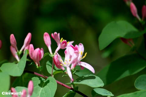 Tartarian honeysuckle (Lonicera tatarica)