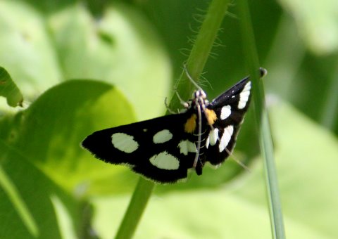 White-spotted sable (Anania funebris), #4958a