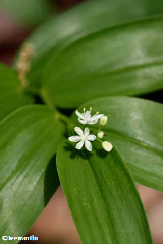False solomon's seal (Smilacina)