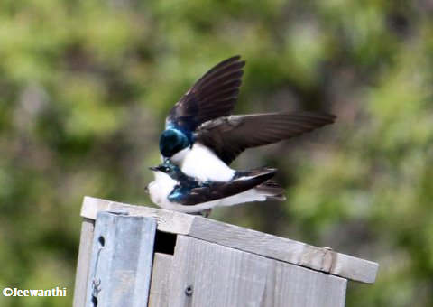 Mating  Tree swallows