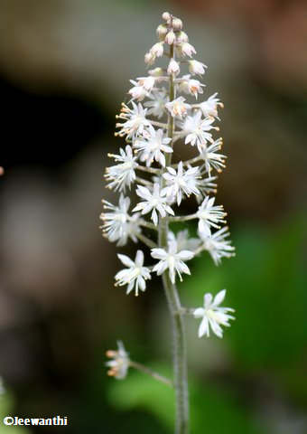 Foamflower (Tiarella cordifolia)