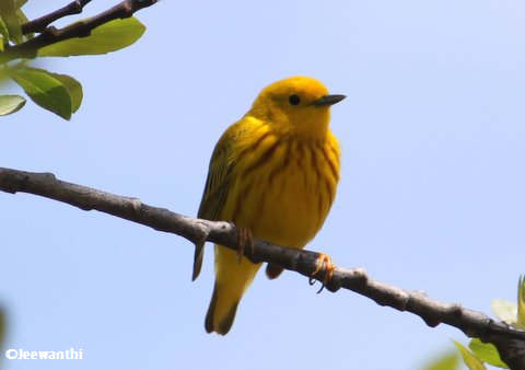 Yellow warbler