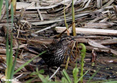 Female Red-winged blackbird with nest material
