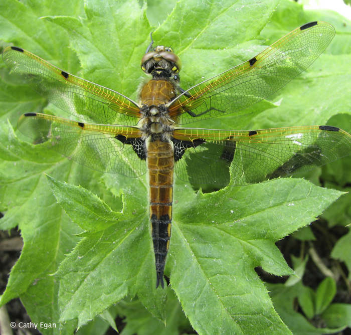 Four-spotted Skimmer (Libellula quadrimaculata)