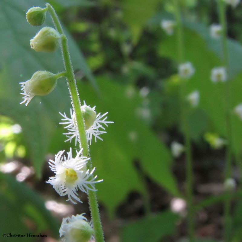 Mitrewort (Mitella diphylla)
