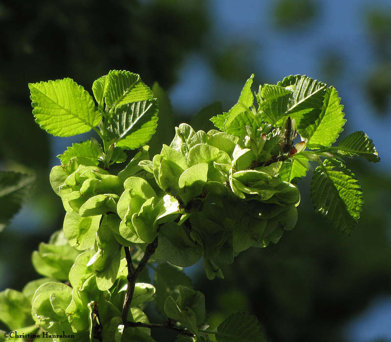 Camperdown elm
