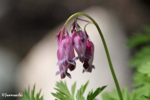 Bleeding hearts