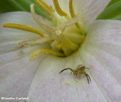Crab spider in white trillium