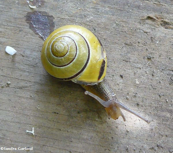 Yellow snail