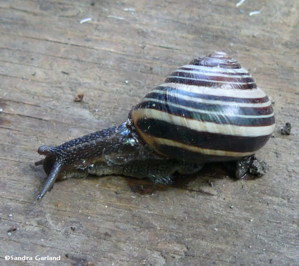 Black snail