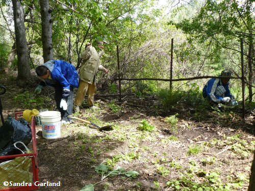 Enrichment class students removing garlic mustard