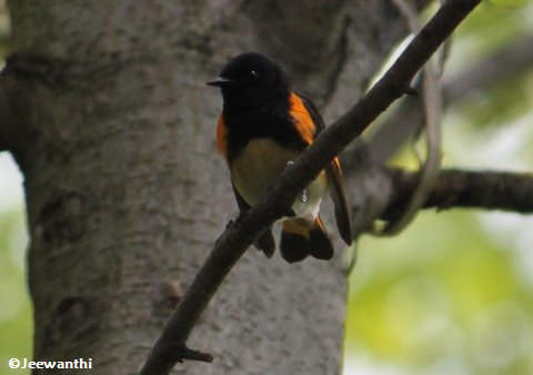 American redstart, male