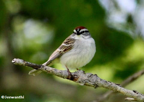 Chipping sparrow