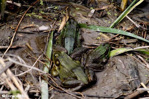 Green frogs (Rana clamitans)