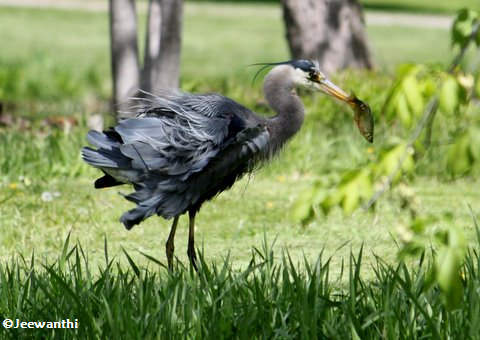 Great blue heron with fish