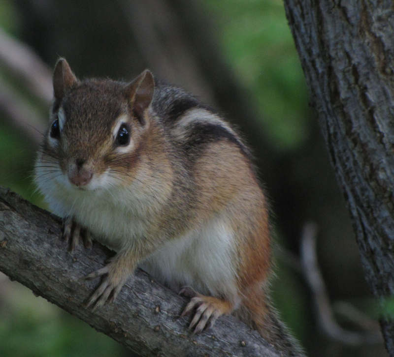 Chipmunk