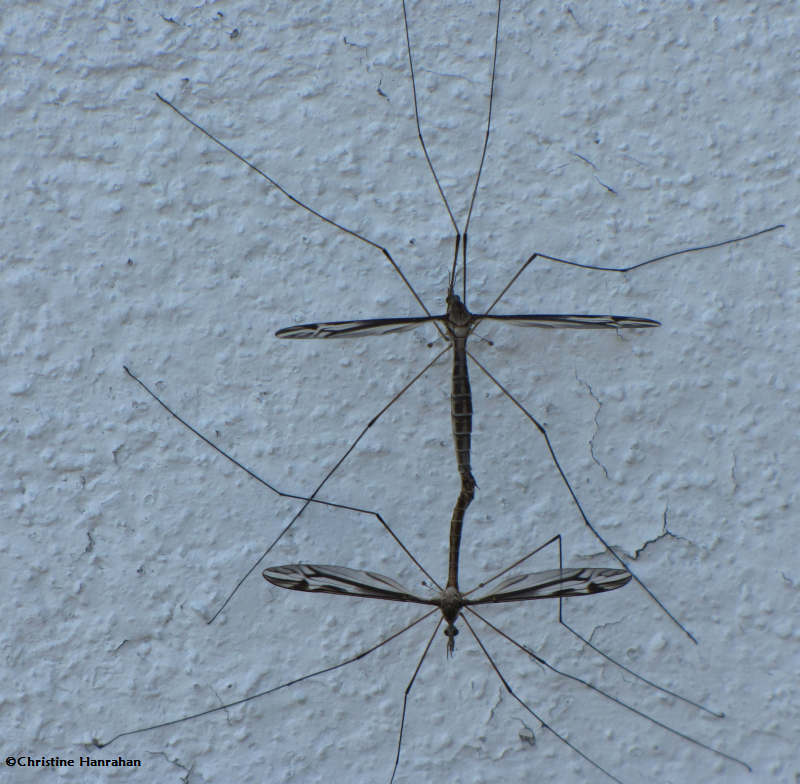 Mating craneflies