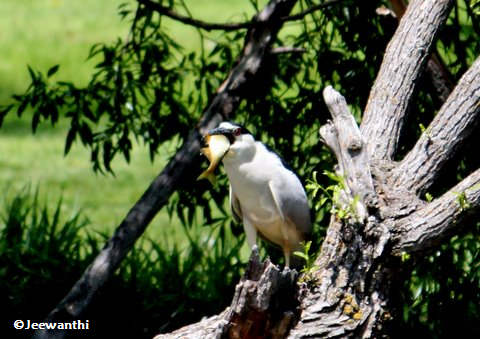 Black-crowned night heron with fish