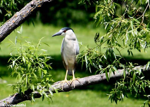 Black-crowned night heron