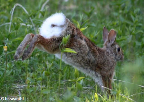 Running rabbit!