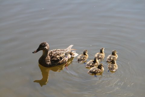 Female mallard and ducklings