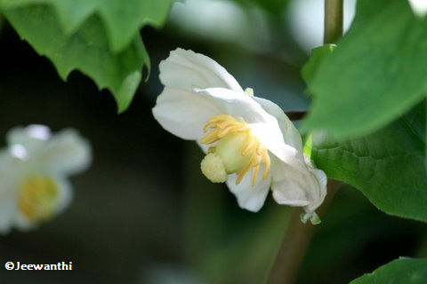 Mayapple (Podophyllum peltatum)