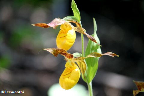 Yellow lady-slipper (Cypripedium calceolus)