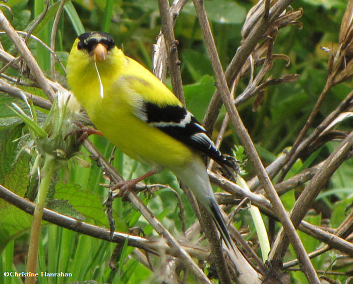 American goldfinch eating dandelion seeds