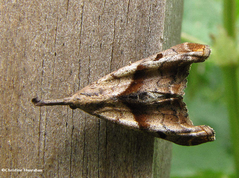 Dark-spotted palthis (Palthis angulalis), #8397