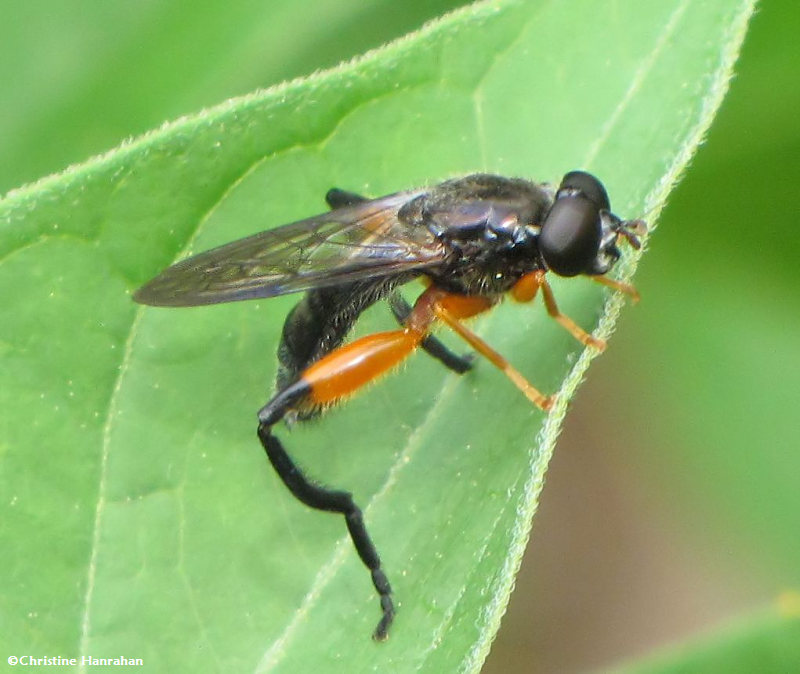 Hover fly  (Chalcosyrphus curvaria)