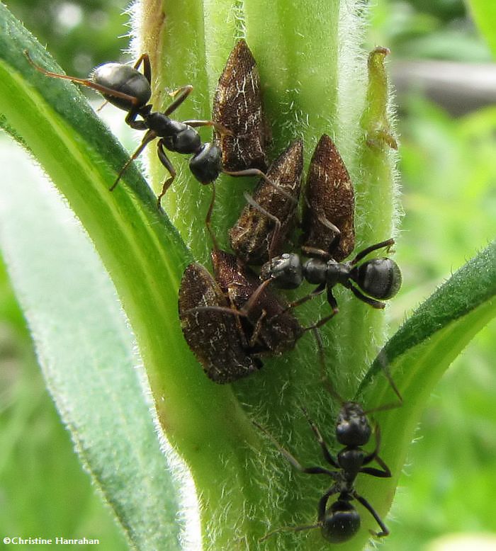 Tending the herd: Publilia treehoppers and ants