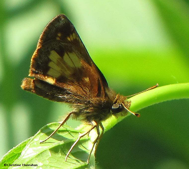 Hobomok skipper (Poanes hobomok)