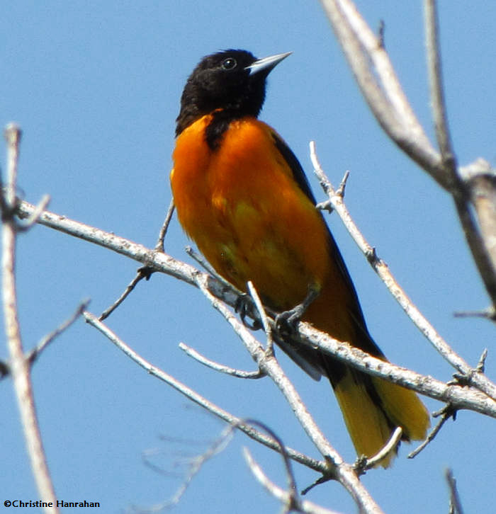 Baltimore oriole, male