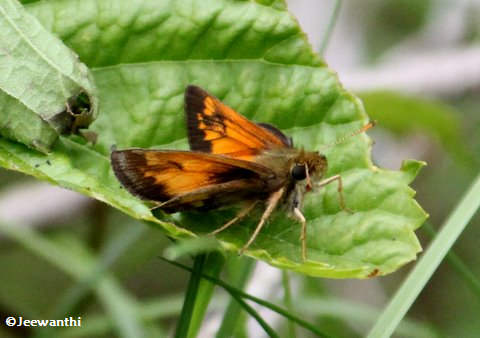 Hobomok skipper (Poanes hobomok)