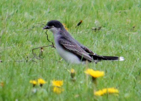 Eastern Kingbird