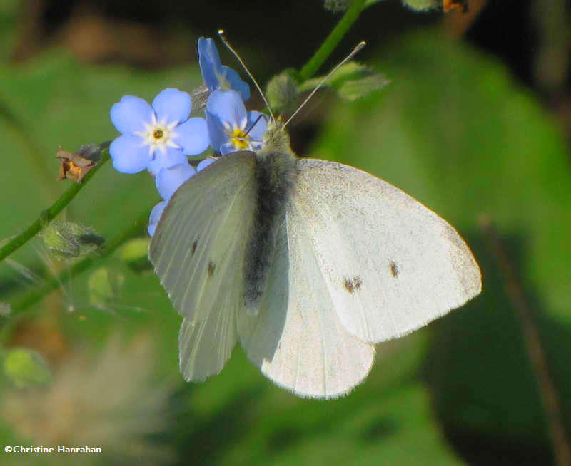 Cabbage white (Pieris rapae) on Forget-me-not