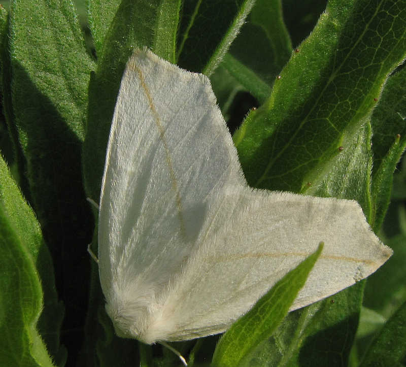 White slant-line moth (Tetracis cachexiata)