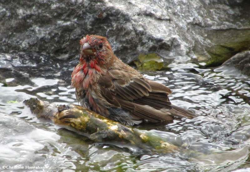 House finch having a bath