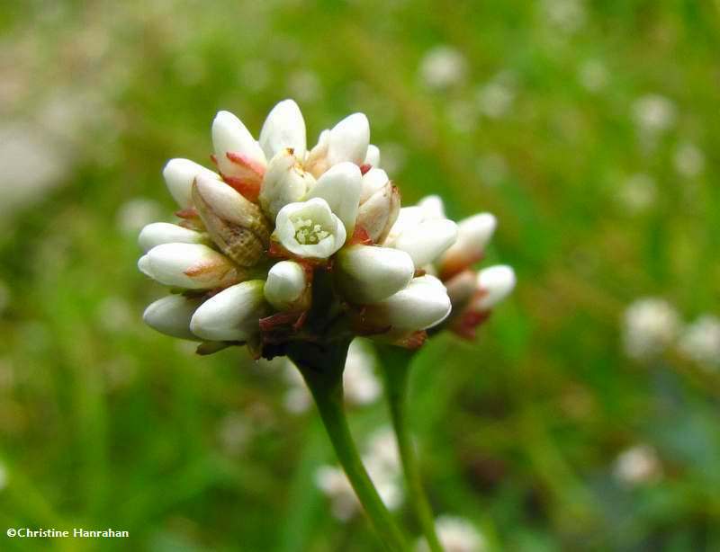 Tear-thumb (Polygonum persicaria) flower