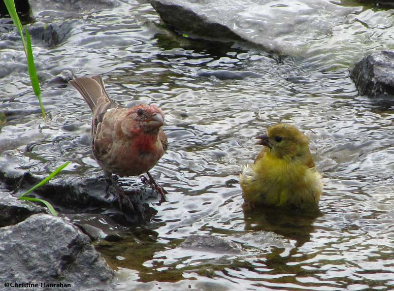 House finch and American goldfinch