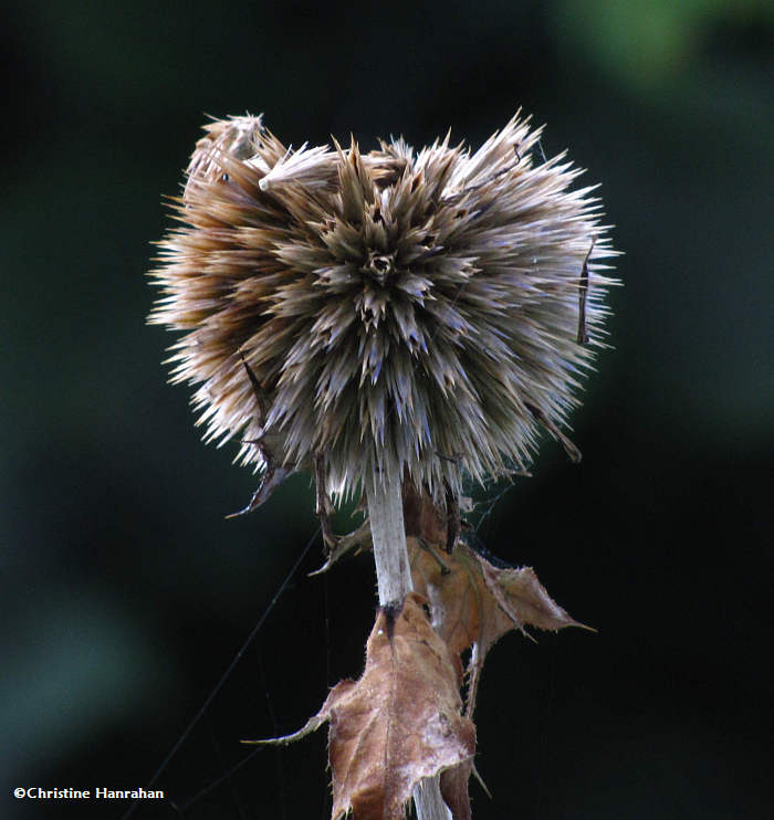 Globe thistle seedhead