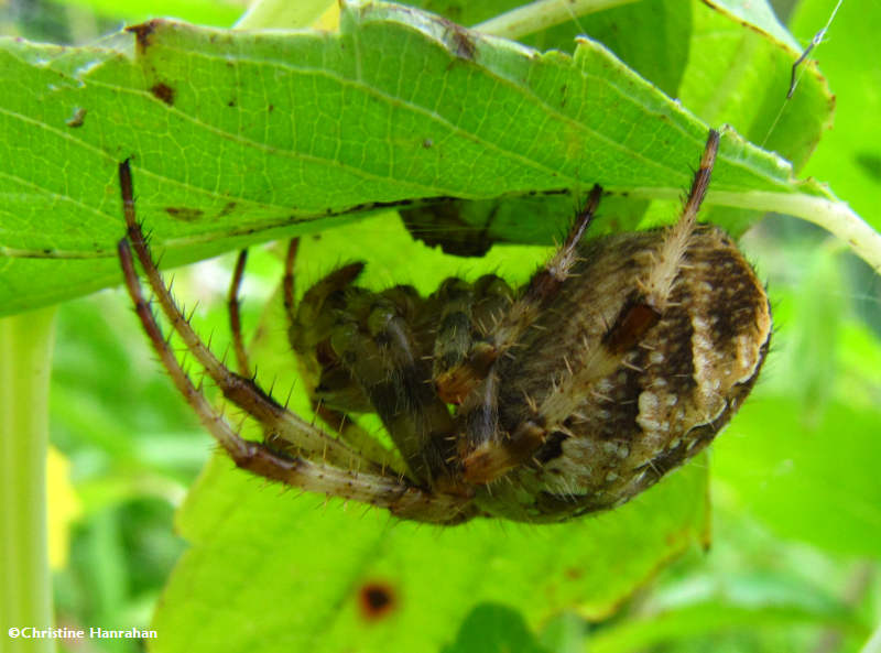 Garden cross spider (Araneus diadematus), female